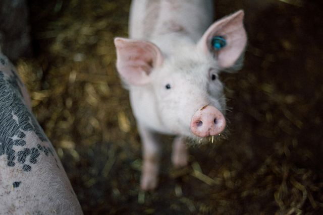 Schweine